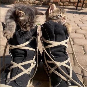 Meet your Posher, Max